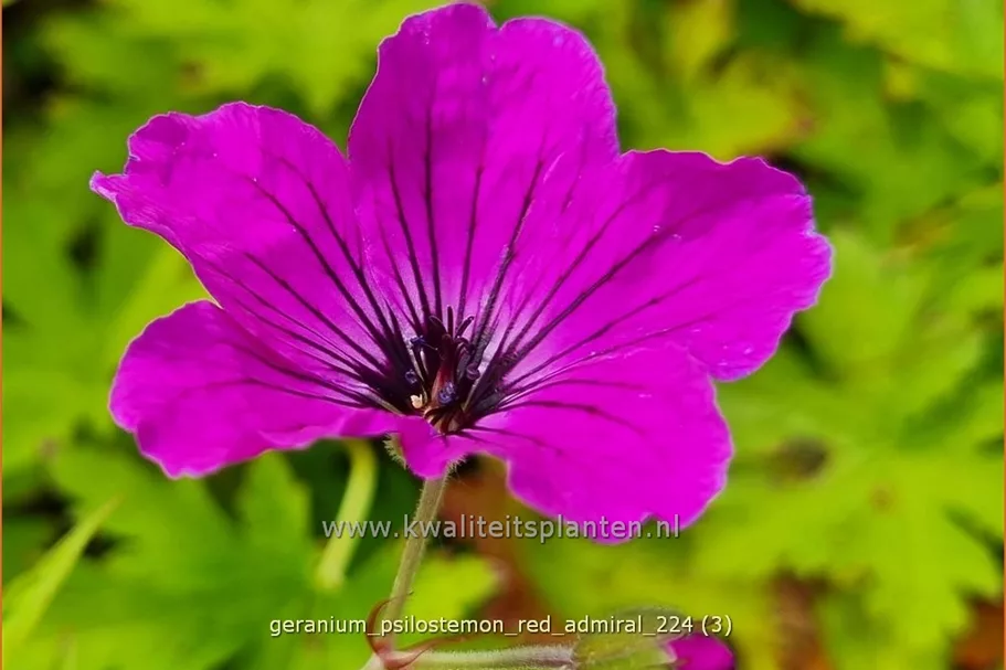 Geranium psilostemon 'Red Admiral'
