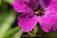 Geranium psilostemon 'Red Admiral'