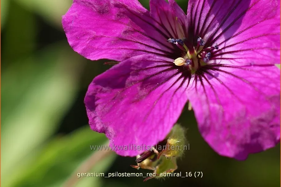 Geranium psilostemon 'Red Admiral'
