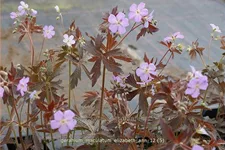 Geranium maculatum 'Elizabeth Ann'