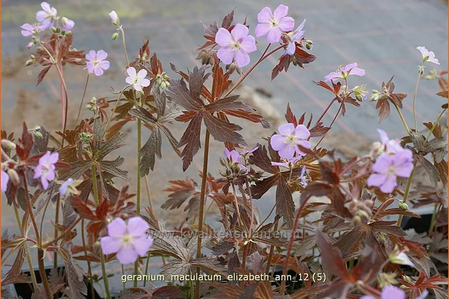 Geranium maculatum 'Elizabeth Ann'