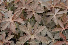 Geranium maculatum 'Elizabeth Ann'