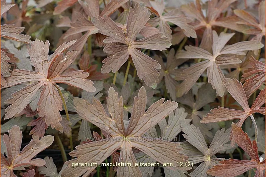 Geranium maculatum 'Elizabeth Ann'