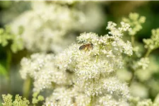 Filipendula vulgaris