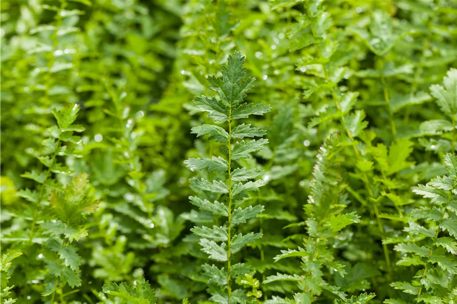 Filipendula vulgaris