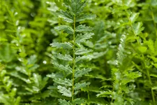 Filipendula vulgaris