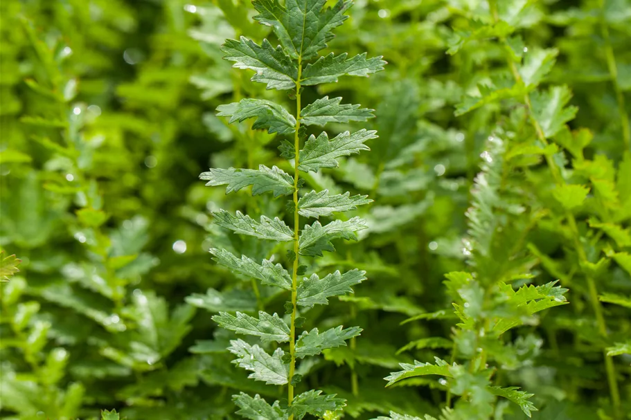 Filipendula vulgaris