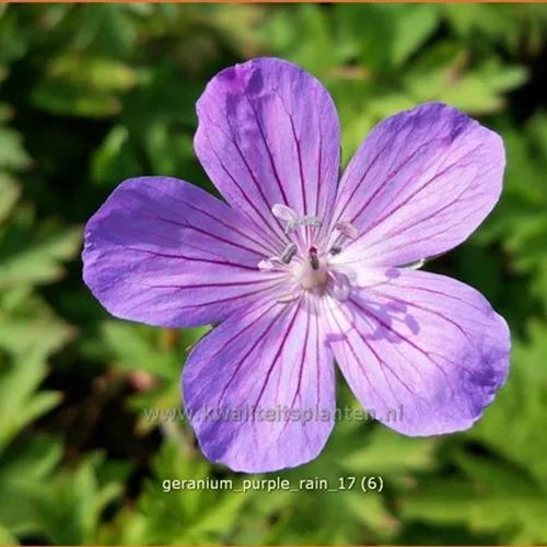Geranium 'Purple Rain'