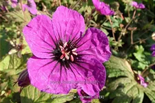 Geranium psilostemon 'Anne Thomson'