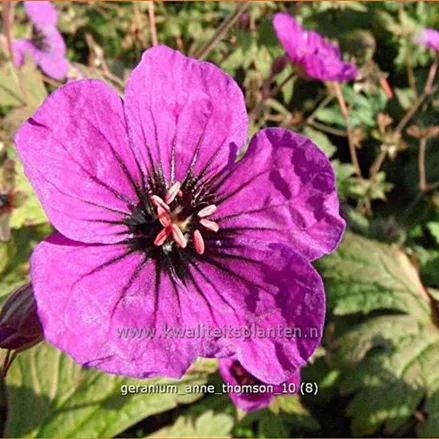 Geranium psilostemon 'Anne Thomson'