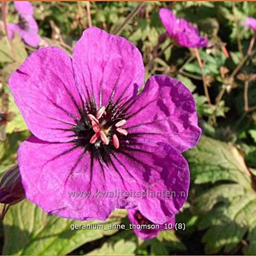 Geranium psilostemon 'Anne Thomson'
