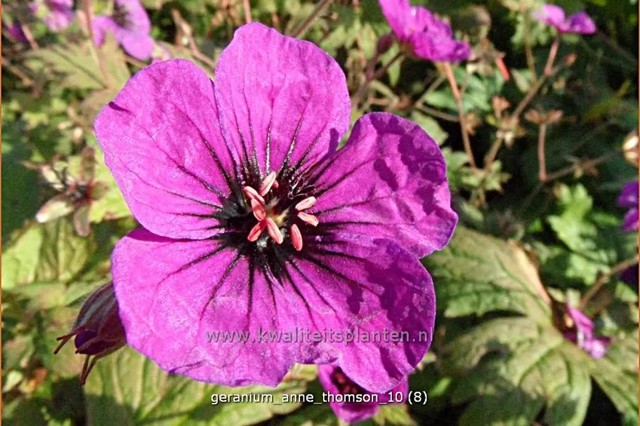 Geranium psilostemon 'Anne Thomson'
