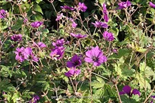 Geranium psilostemon 'Anne Thomson'