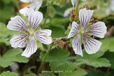 Geranium renardii