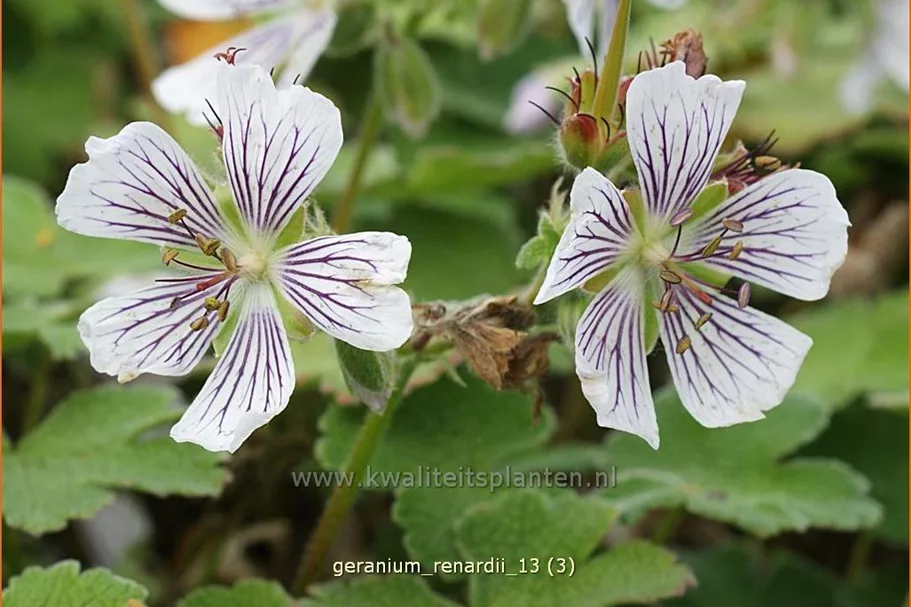 Geranium renardii