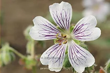 Geranium renardii