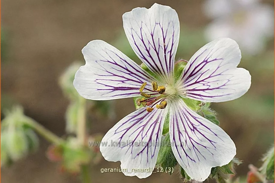 Geranium renardii