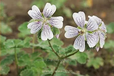 Geranium renardii