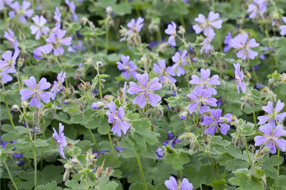 Geranium renardii