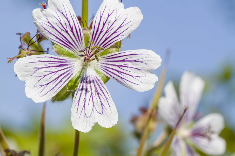 Geranium renardii