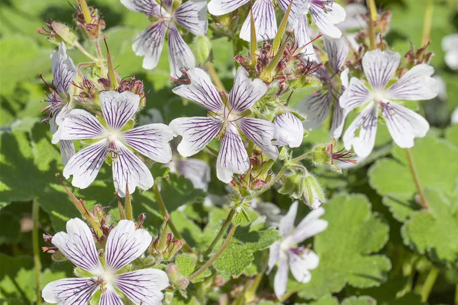 Geranium renardii
