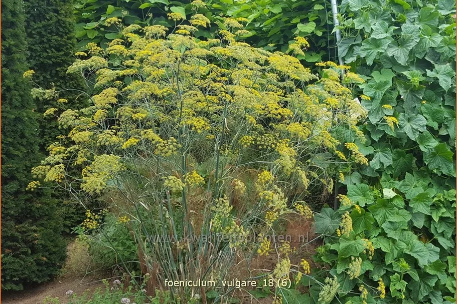 Foeniculum vulgare