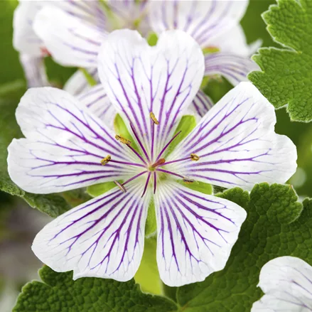 Geranium versicolor