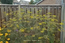 Foeniculum vulgare