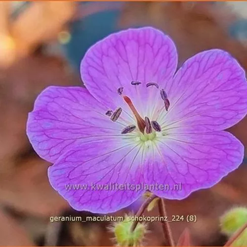 Geranium maculatum 'Schokoprinz'