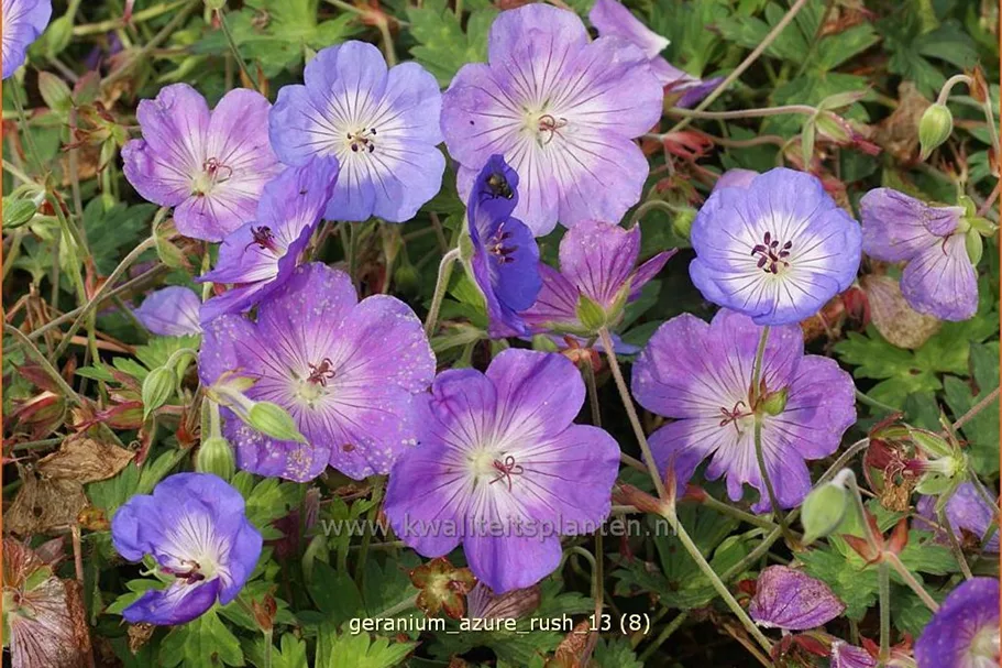Geranium 'Azure Rush'®