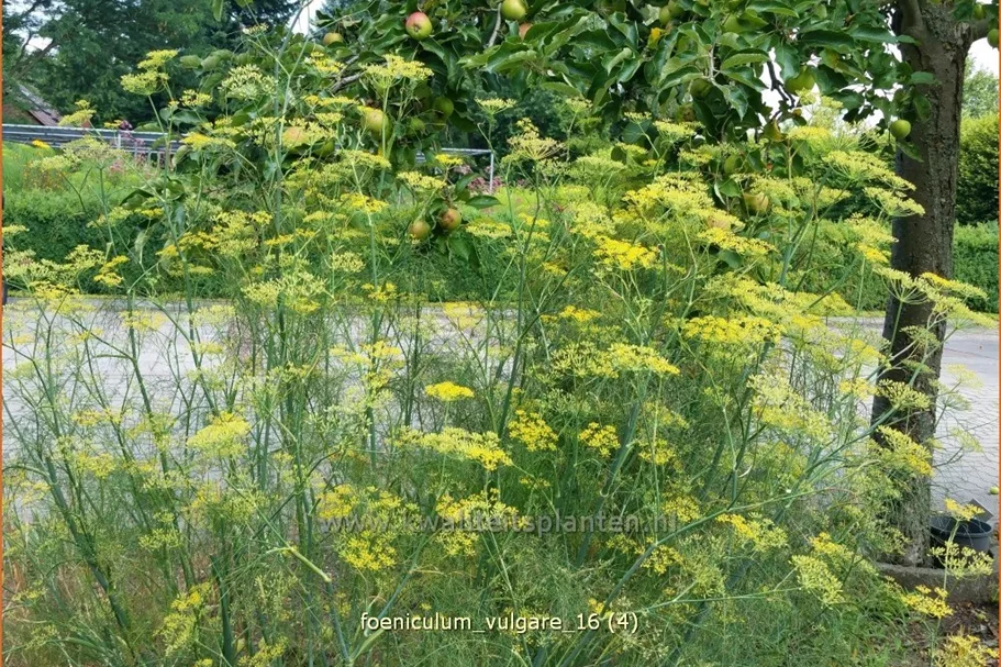 Foeniculum vulgare