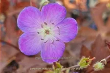 Geranium maculatum 'Schokoprinz'