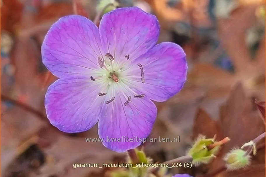 Geranium maculatum 'Schokoprinz'