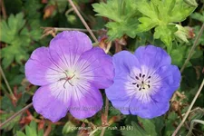 Geranium 'Azure Rush'®