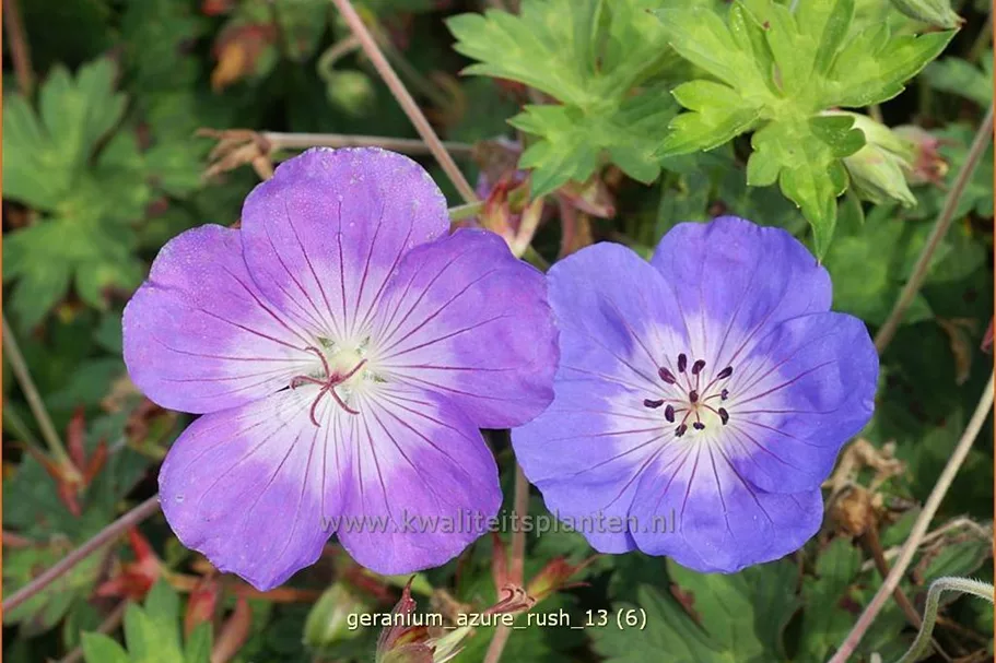 Geranium 'Azure Rush'®