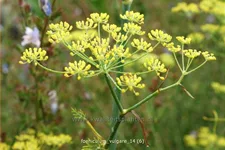 Foeniculum vulgare
