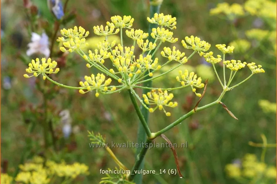 Foeniculum vulgare