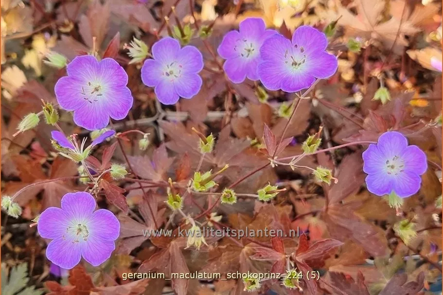 Geranium maculatum 'Schokoprinz'