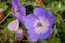 Geranium 'Azure Rush'®