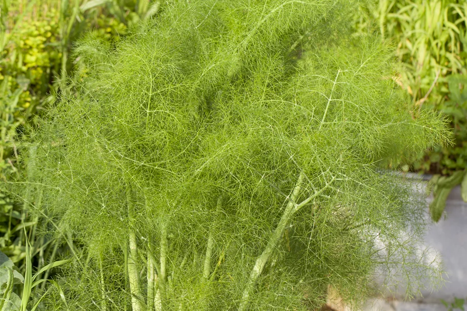 Foeniculum vulgare