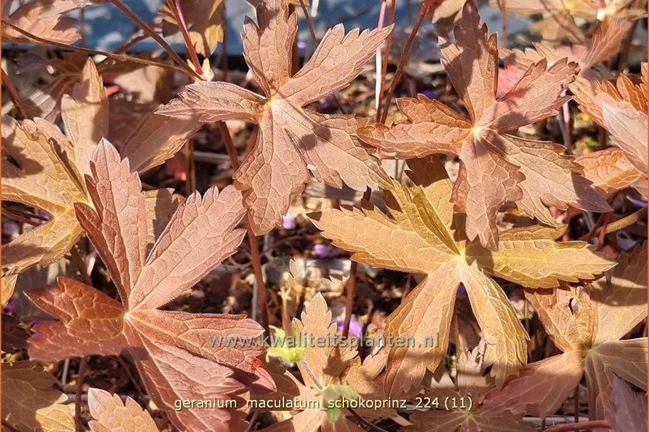 Geranium maculatum 'Schokoprinz'
