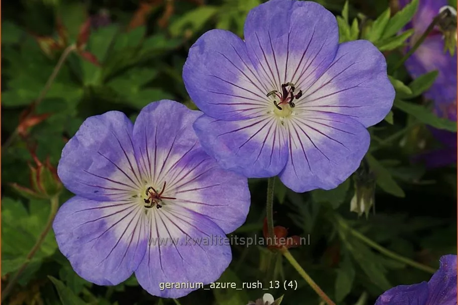 Geranium 'Azure Rush'®