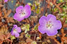 Geranium maculatum 'Schokoprinz'