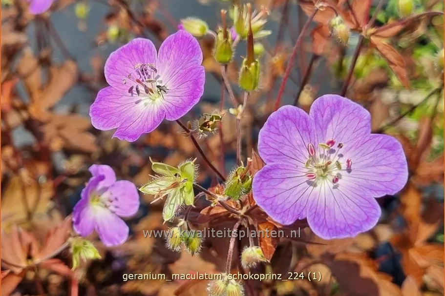 Geranium maculatum 'Schokoprinz'