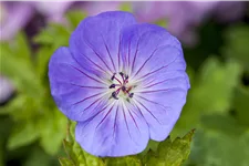Geranium 'Azure Rush'®