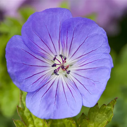 Geranium 'Azure Rush'®