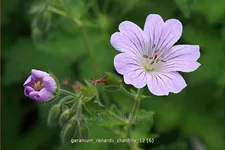 Geranium renardii 'Chantilly'