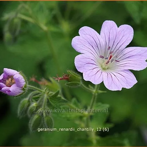 Geranium renardii 'Chantilly'