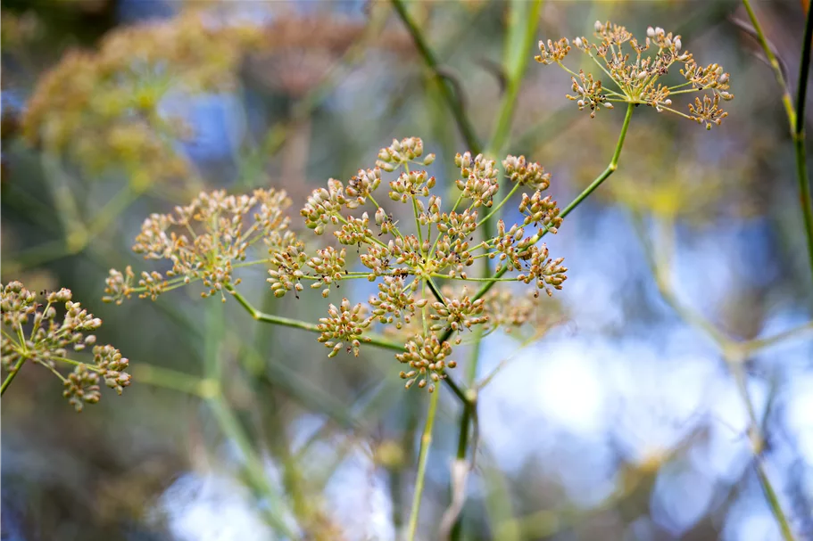 Foeniculum vulgare
