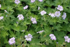 Geranium renardii 'Chantilly'